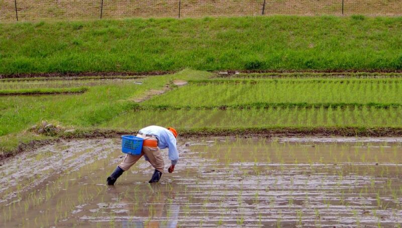 003 rice farmer Kumano Hongu The Real Japan