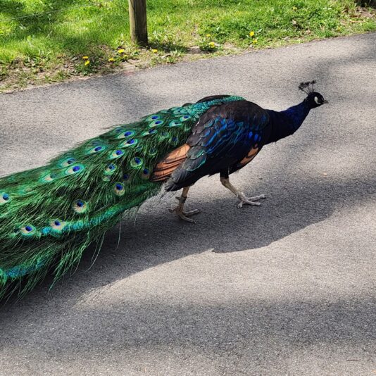 591616b6-cc4d-40f4-8ceb-81b0b8acc28a