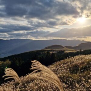 Profile photo of Pimuusu